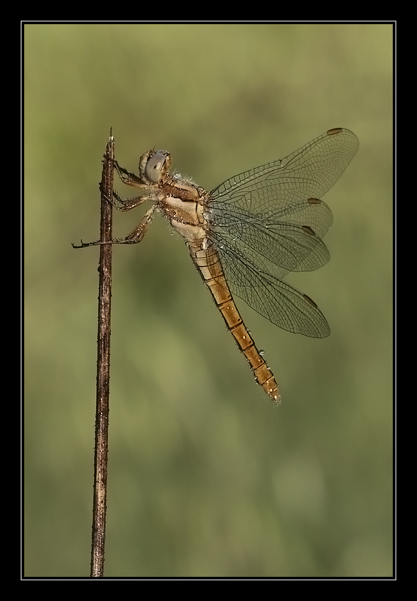Libellula