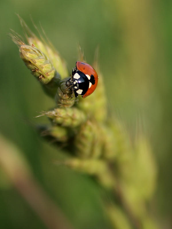 coccinella