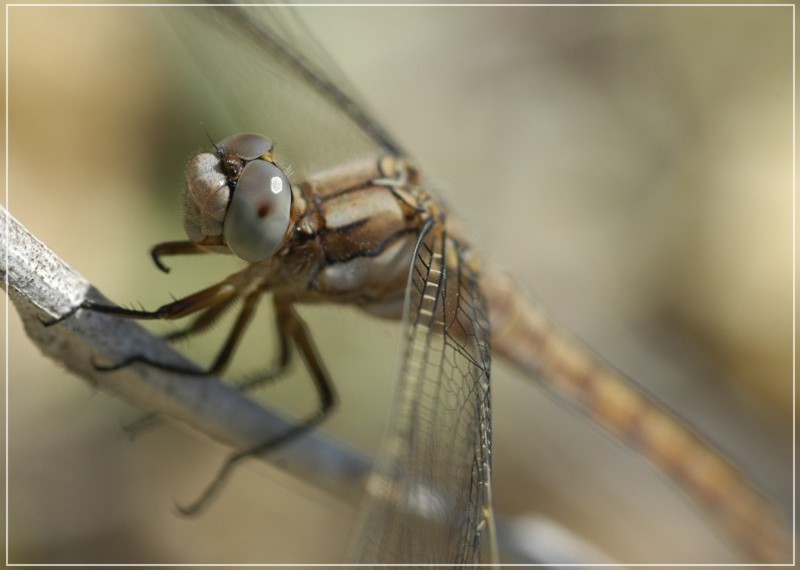 Libellula