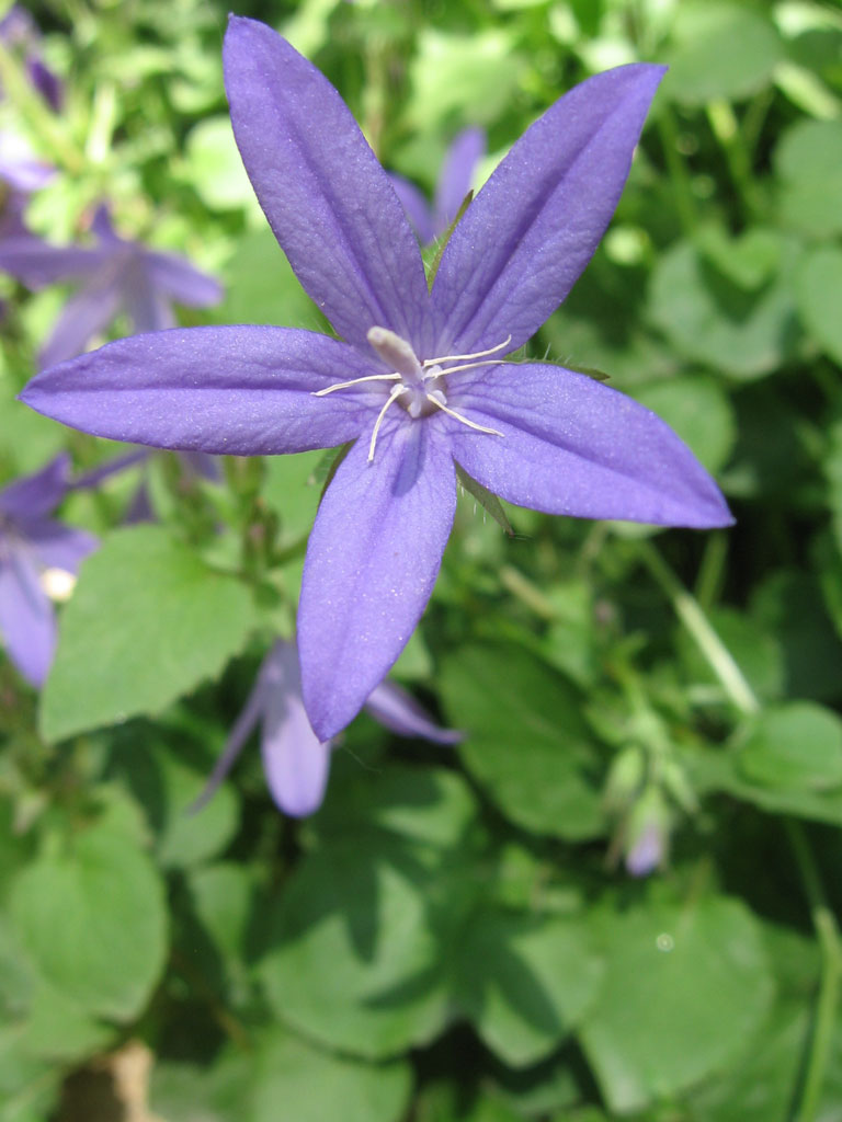 Tributo alla compattina - Il colore viola