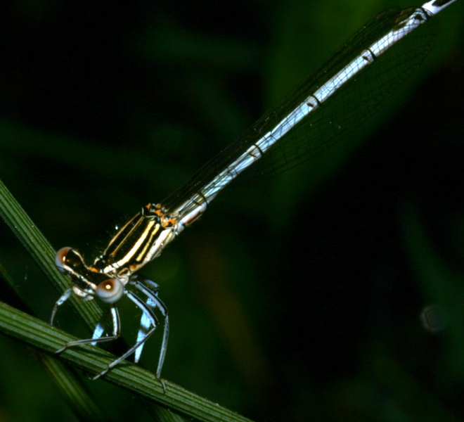 dedicato a tutto il forum:grazie per i consigli