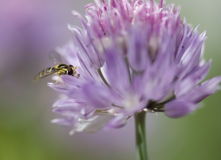 Dolce esplosione di nettare