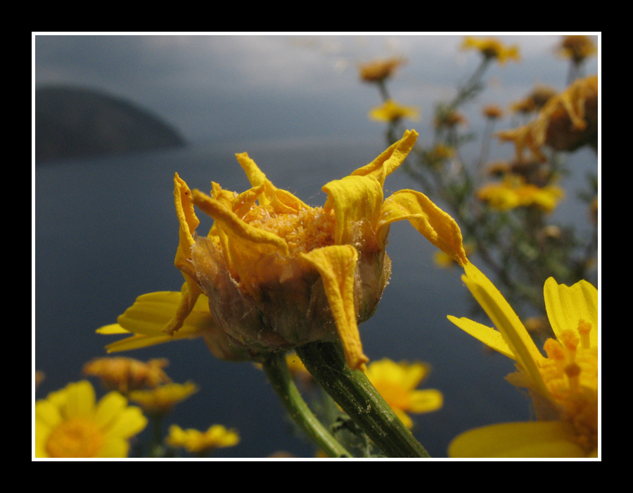 A qualcuno piace giallo