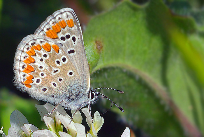 La mia prima farfalla