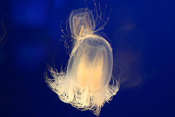 Alieni dal profondo del mare