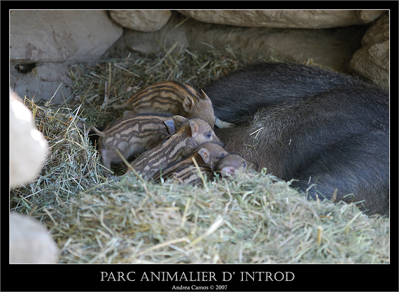 Cuccioli di cinghiale