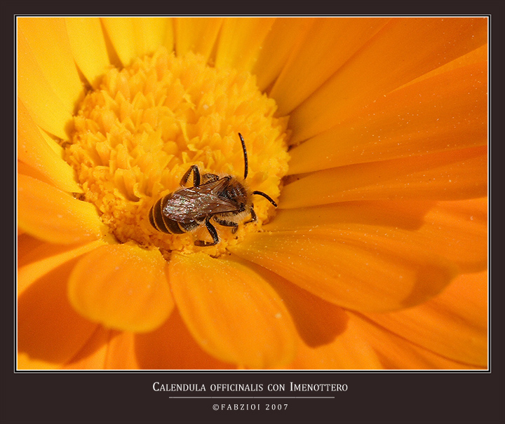 CALENDULA OFFICINALIS.......... PLUS