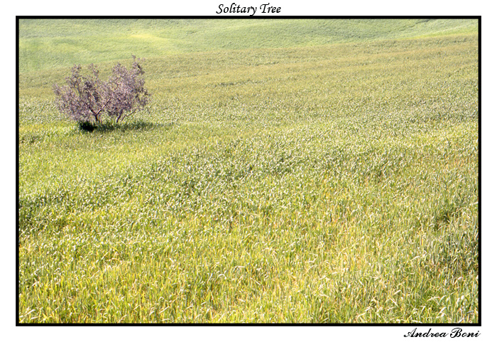 Solitary Tree