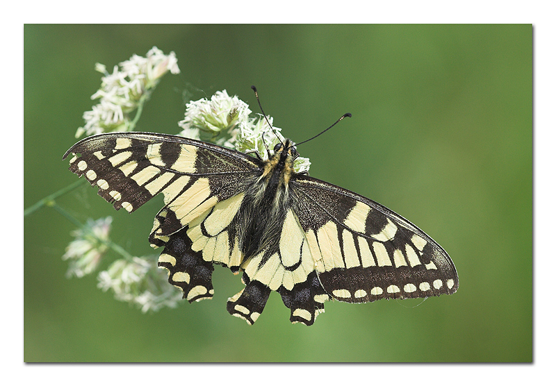 ..oggi mi sento a pezzi!