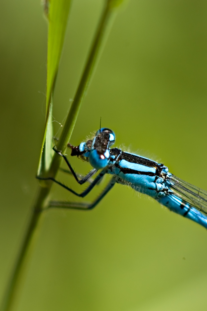 Particolarmente Libellula