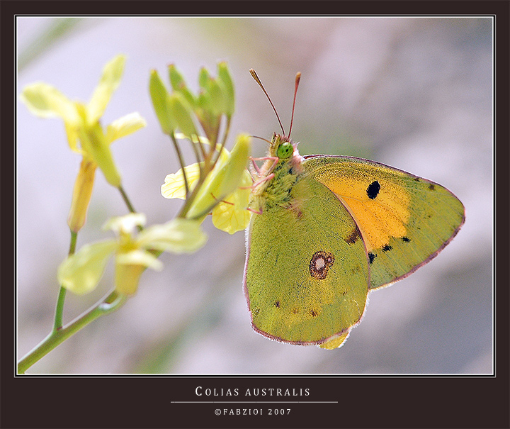 COLIAS AUSTRALIS