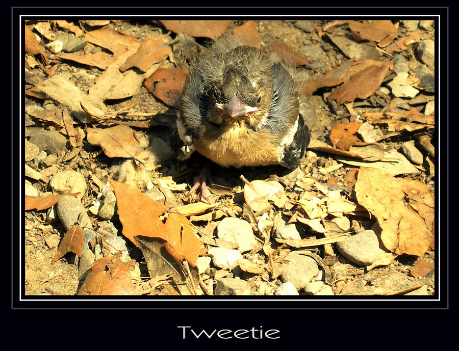 Tweetie
