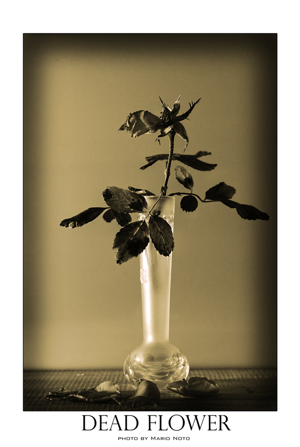 dead flower
