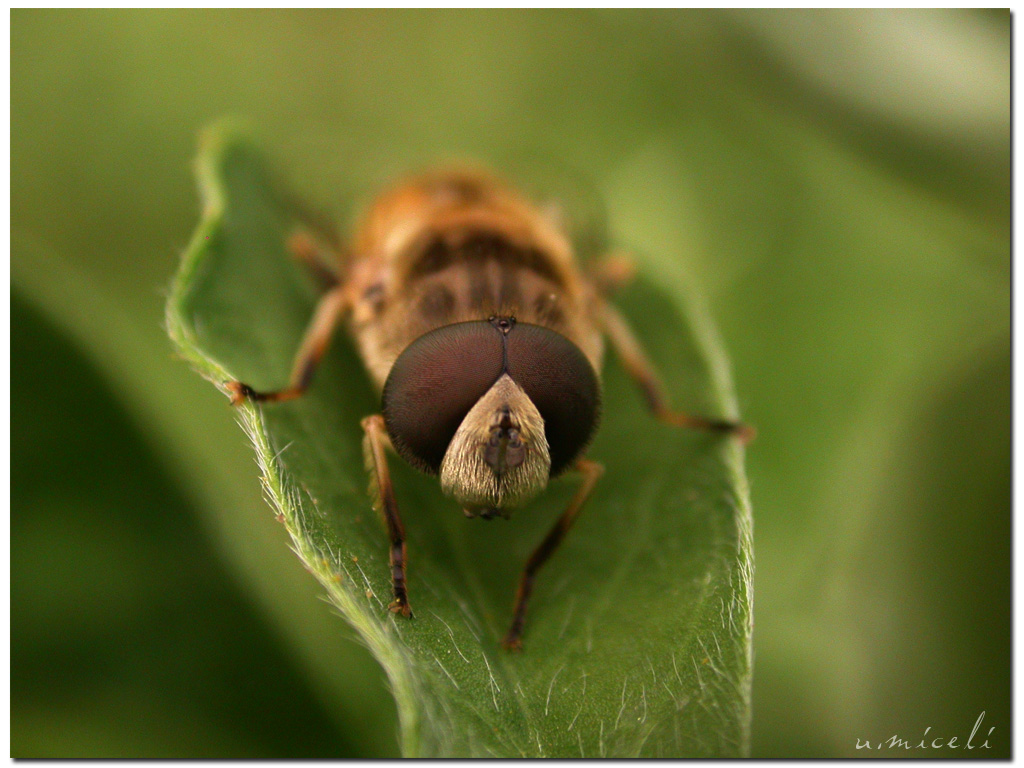 Chi v� mo chistu? (Dittero calabrese)