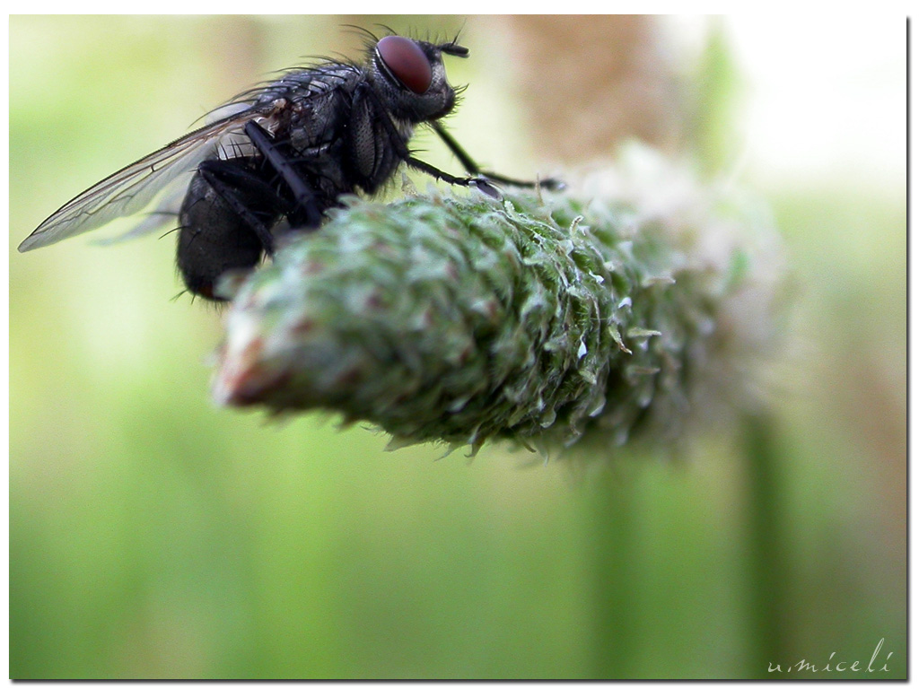 Ja chi viantu oje! (Mosca calabrese)