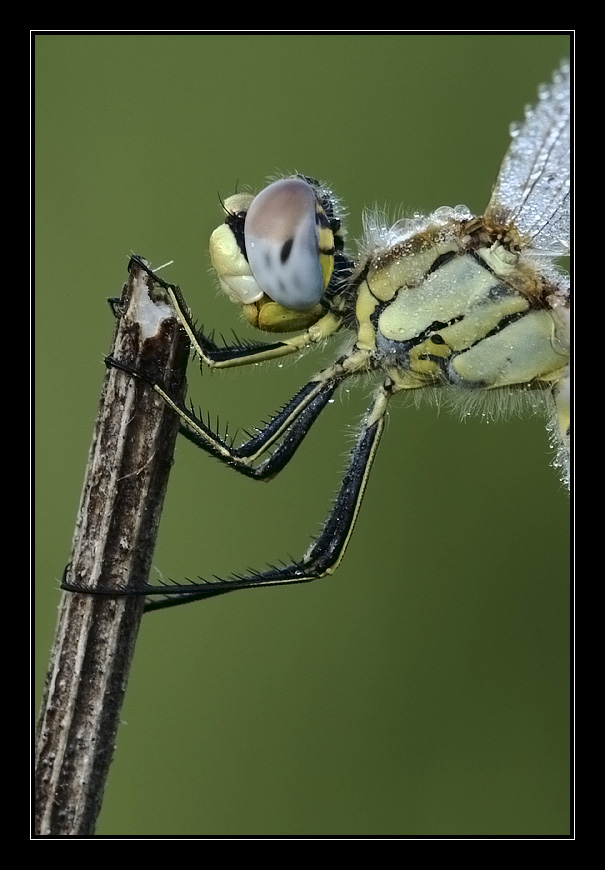 Ritratto Sympetrum fonscolombii femmina