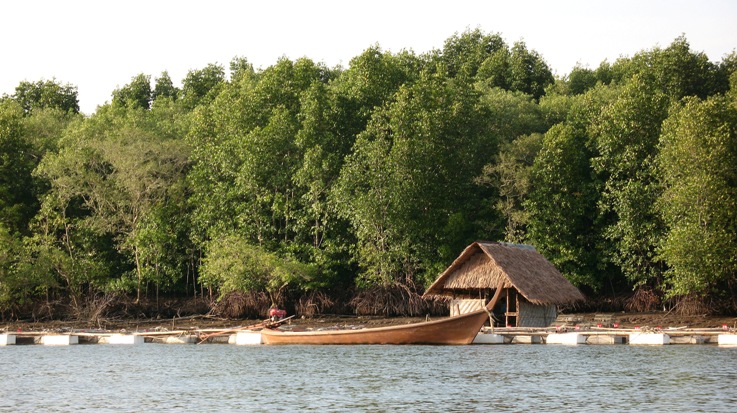Foresta di mangrovie, Thailandia