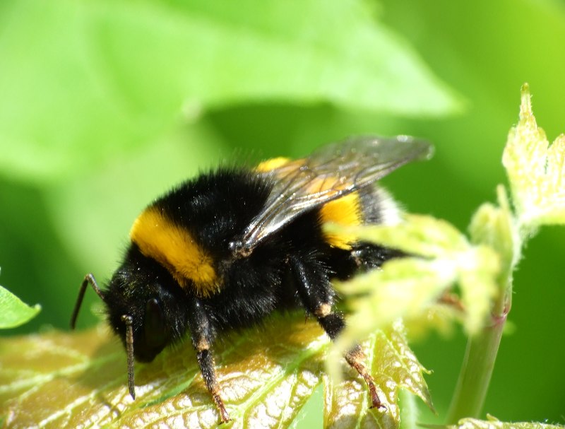 un'ape grossa grossa