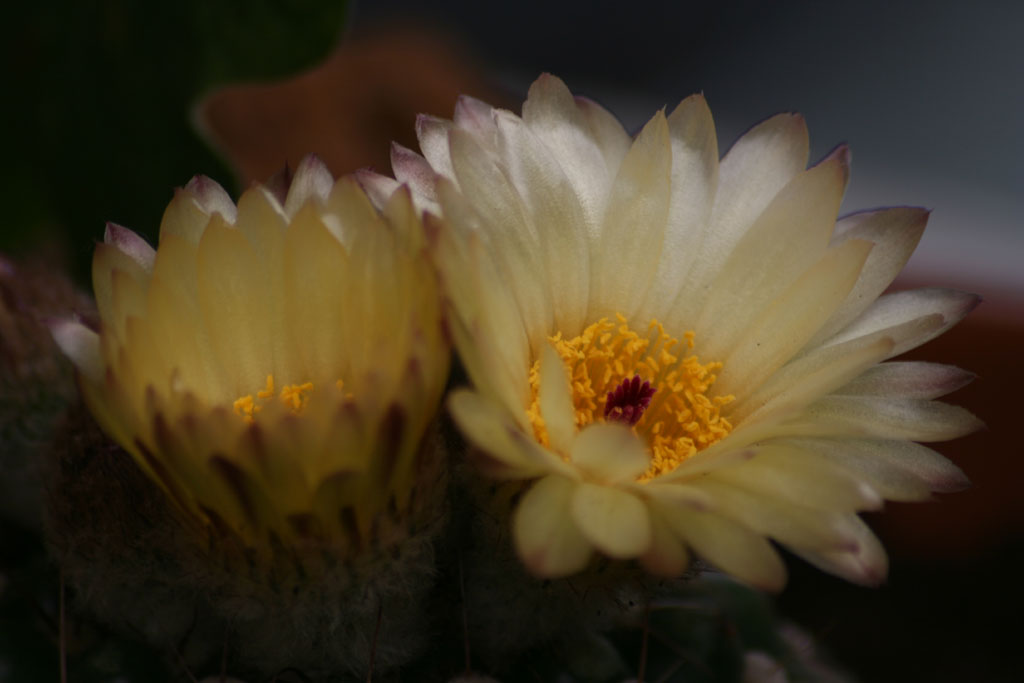 ultimo raggio di sole