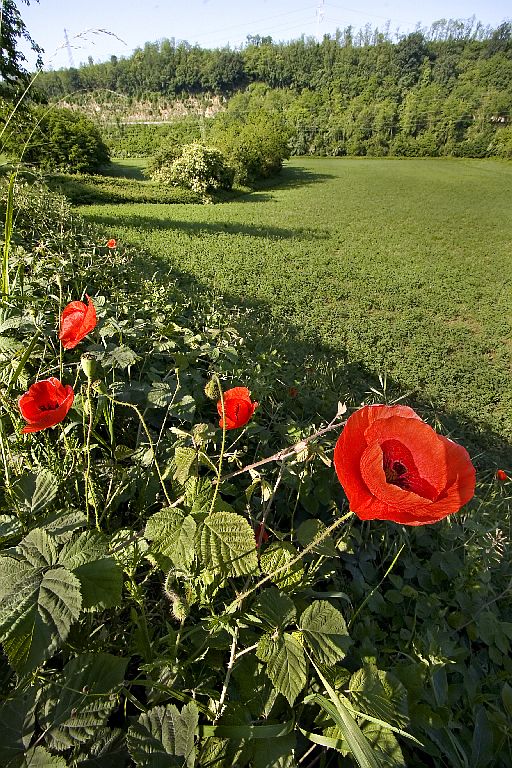 ed ecco a voi ... i papavero!