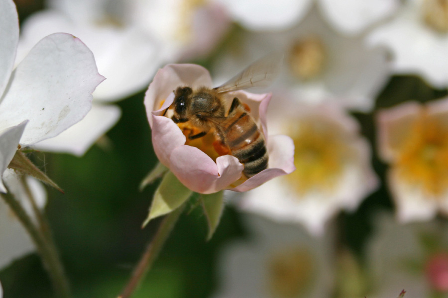 QUESTA � LA MIA CULLA...