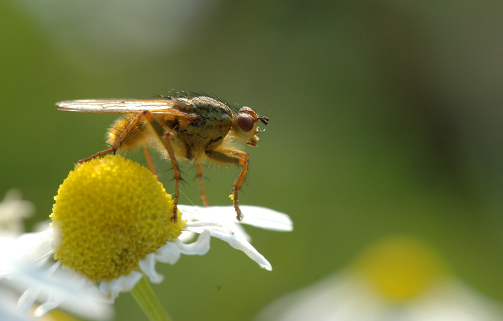 pronti per il decollo...