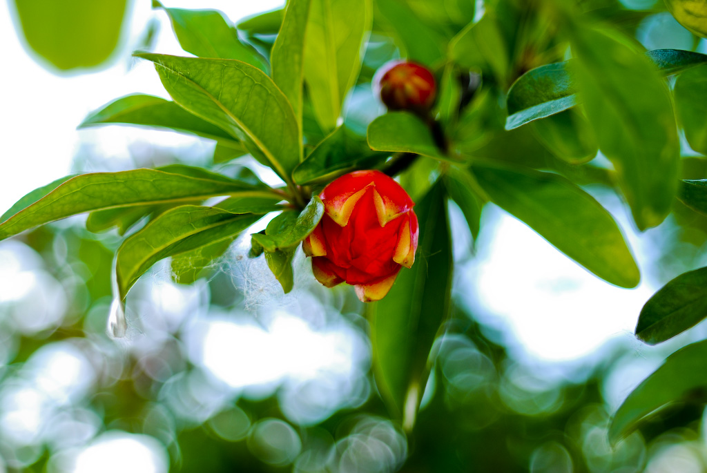 Bocciolo di fiore di Melograno