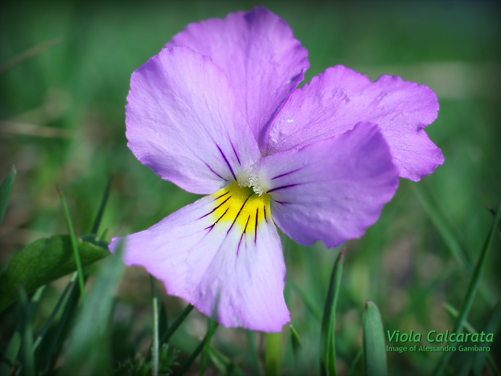 Viola Calcarata