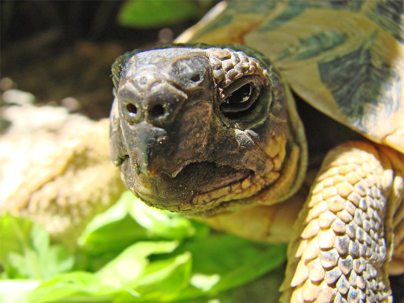 la tartaruga ti osserva...