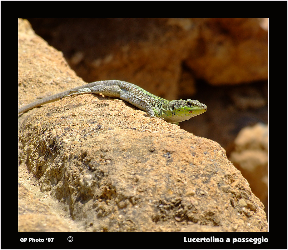 Lucertolina a Passeggio