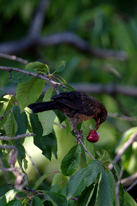 Il merlo e la ciliegia