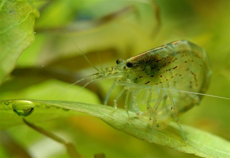 Gamberetto d'acqua dolce