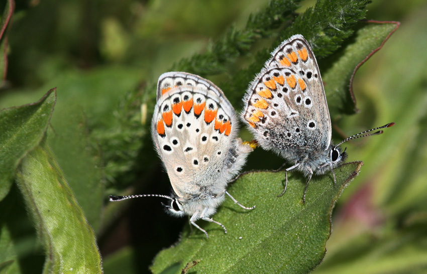 Amore.    Sar� per sempre ?