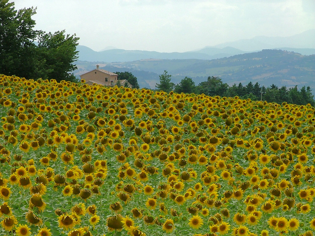 colline delle Marche