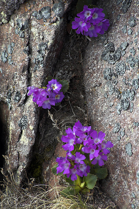 dalla nuda roccia......