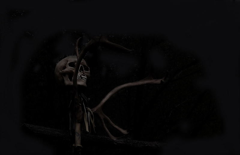 .......una notte nel bosco