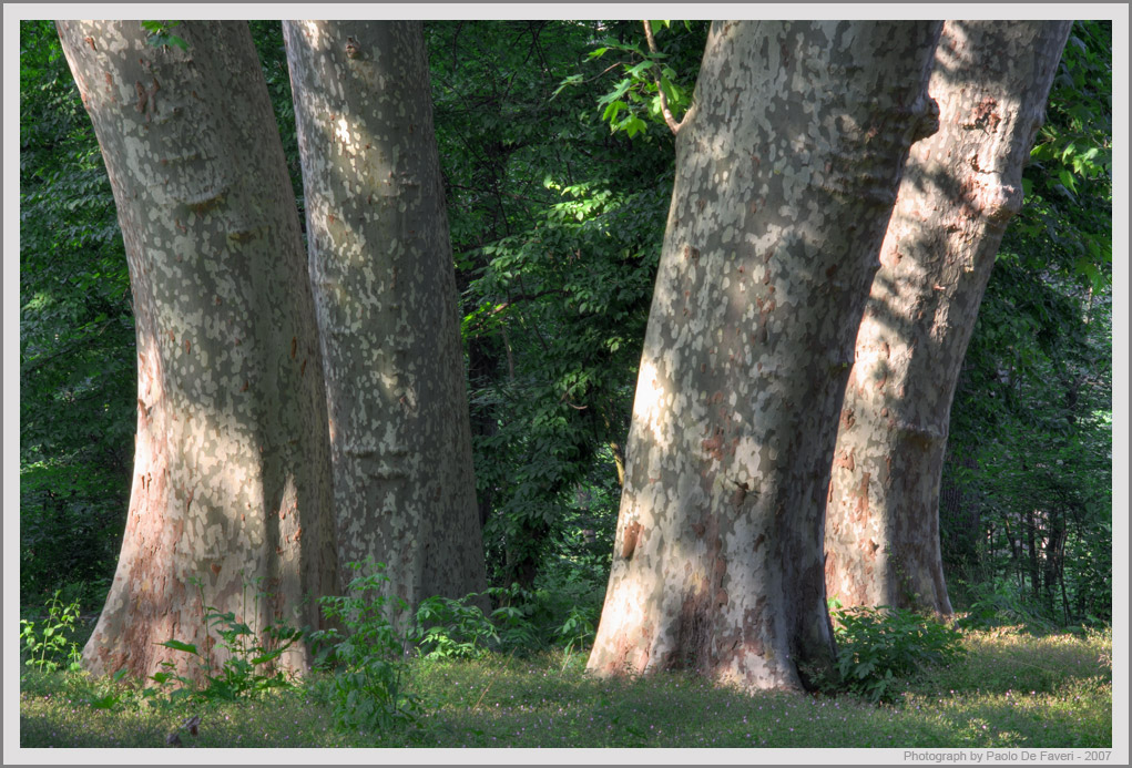 Le gambe del tavolo - Parco di Racconigi (Cuneo)