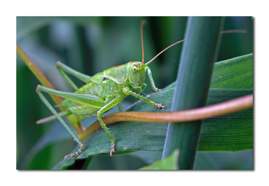 � Beppe o suo cugino???