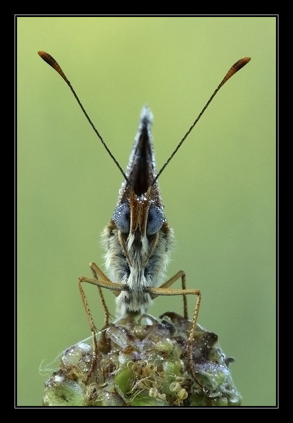 Ritratto Melitaea cinxia (Face to face)