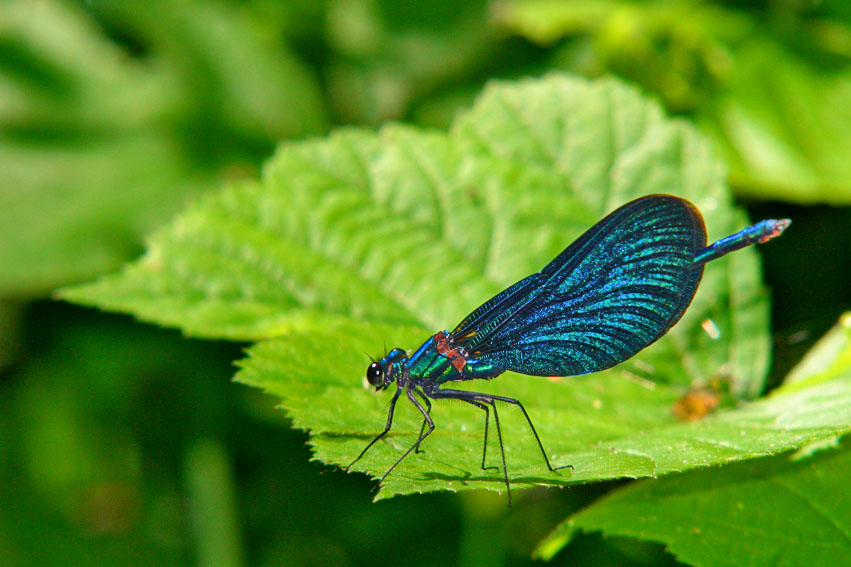 libellula blu