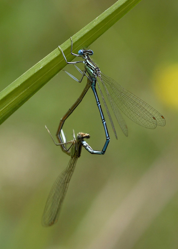 damigelle molto intime