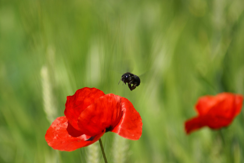Calabrone in fase atterraggio