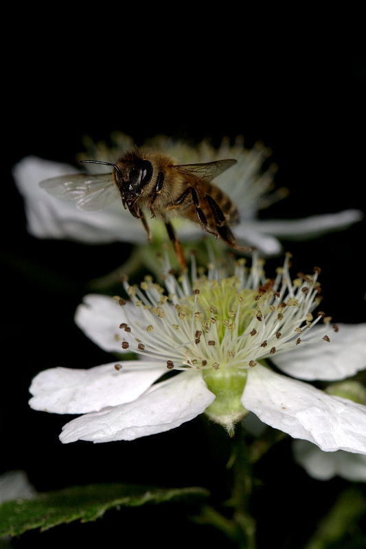 Zzzzz questi sono miei !