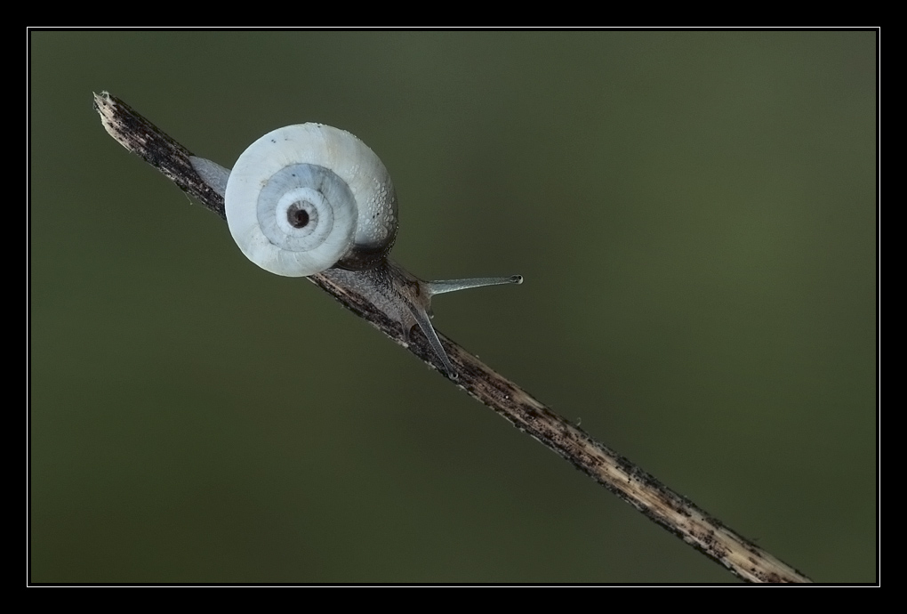 Snail