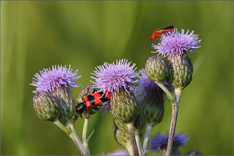 milanisti in cerca del gool...auguri