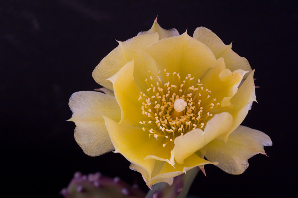 Opuntia compressa
