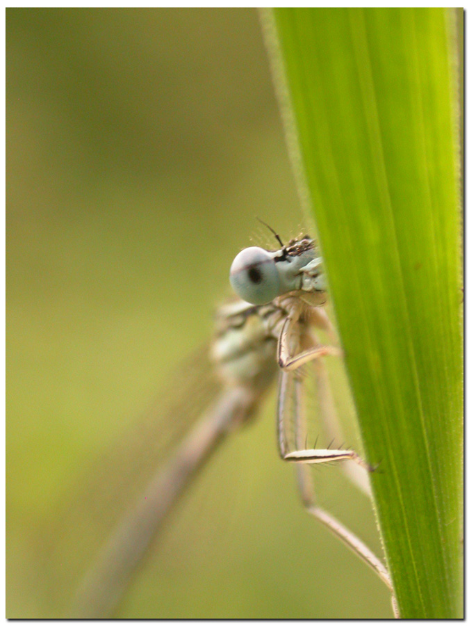 Famm'ammucci� ca chiri de phot4u si su affissati cure libellule! (Libellula Calabrese)