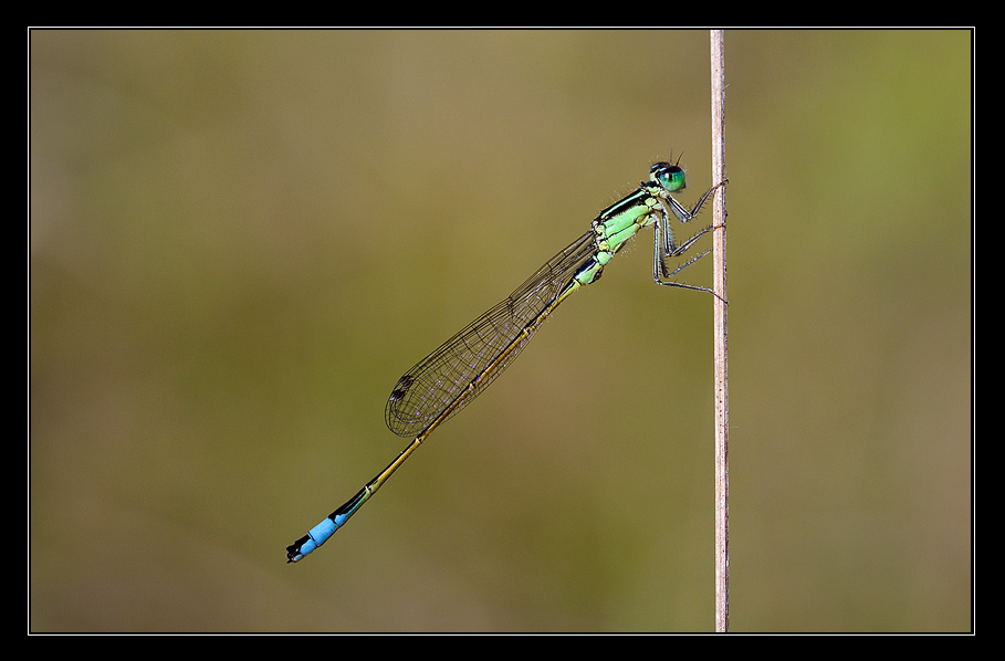 Damigella multicolor