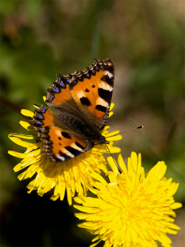 farfalla  Aglais urticae