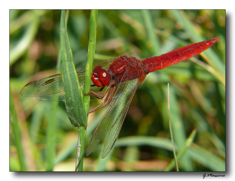 Red Dragonfly